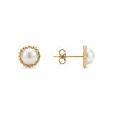 6.5-7mm Cultured Freshwater White Pearl Earrings 14ct Yellow Gold